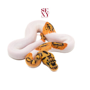 0.1 Hurricane Pas Clown Pied pos H Ghost 25 16312