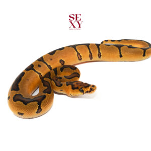0.1 Enchi Clown pos Lace 25 16316