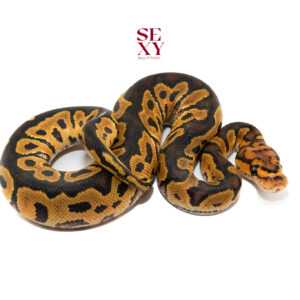 1.0 Lace Clown 25 16317