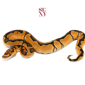 0.1 Lace Enchi Clown 25 16319