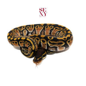 1.0 Hurricane H Clown pos H Ghost 25 16322