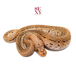 1.0 Redhead Fire RS Batman 25 16325