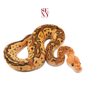 0.1 Redhead Fire RS Clown 25 16326