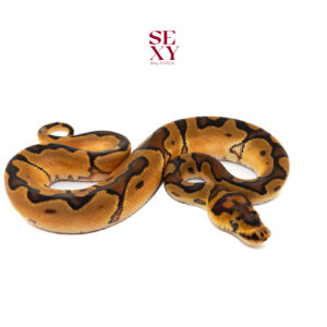 0.1 Hurricane Enchi Clown pos H Pied 25 16332