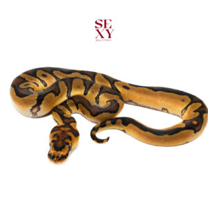 1.0 Hurricane enchi clown pos H Pied 25 16334