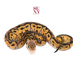 0.1 Hurricane pastel Clown pos H Pied 25 16336