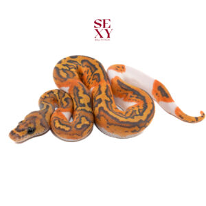 1.0 Stranger OD Ghost Clown Pied pos Yb 25 16337