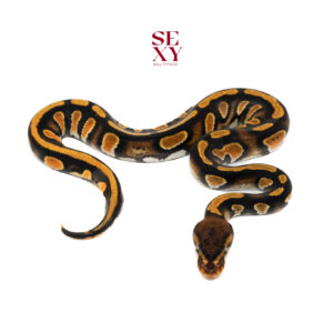 0.1 Stranger OD YB pos H Ghost Clown Pied 25 16338