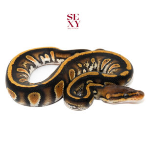 0.1 Stranger OD YB pos H Ghost Clown Pied 25 16339