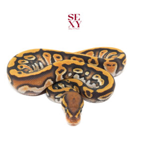 0.1 Stranger OD YB Ghost pos H Clown Pied 25 16343