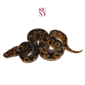 1.0 Confusion Hurricane Clown 25 16344