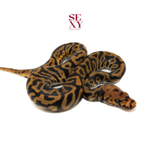 0.1 Confusion Hurricane Spotnose Clown 25 16345