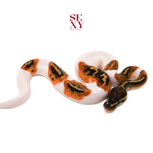 1.0 Hurricane Pied 25 16347