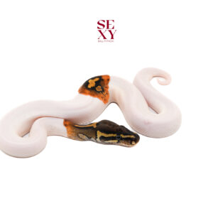 1.0 Hurricane Pied 25 16348