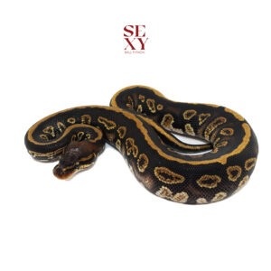 1.0 Stranger Bh YB H Clown pos H Ghost Pied 25 16354