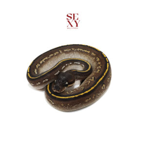 0.1 Stranger Bh MO YB H Clown pos H Ghost Pied 25 16357