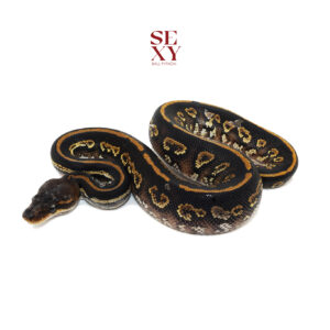 1.0 Stranger Bh YB H Clown pos H Ghost Pied 25 16356