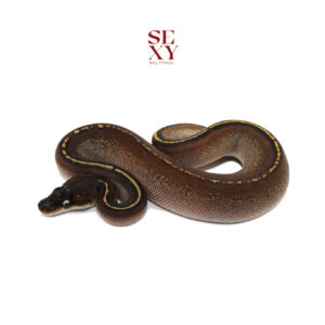 0.1 Stranger Bh MO YB H Clown pos H Ghost Pied 25 16358