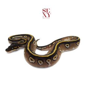 0.1 Bh Mo YB H Clown pos H Ghost Pied 25 16359