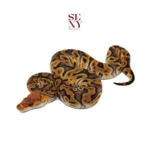 0.1 Ghi Rs Clown pos H G Stripe 25 16360