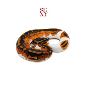 0.1 Stranger Gravel/YB Pied H Clown 100%PH Ghost 25 16363