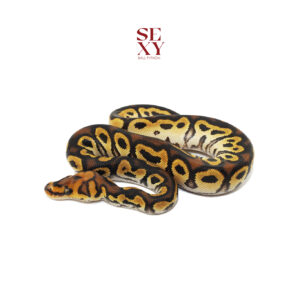 1.0 Stranger OD YB Clown pos H Ghost Pied 25 16365