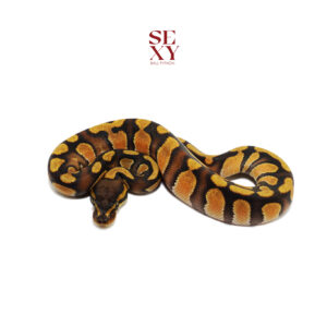 1.0 Stranger En Od H Clown pos H Ghost Pied 25 16366