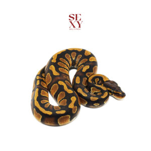 1.0 Stranger YB H Clown pos H Ghost Pied 25 16367