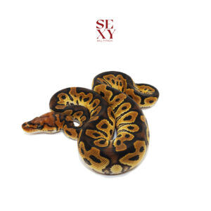 1.0 OD Yb Clown pos H Ghost Pied 25 16368