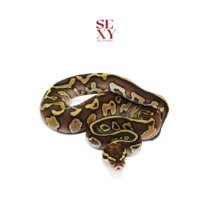 1.0 BH Leo Butter H Clown pos H Ghost Pied 25 16373