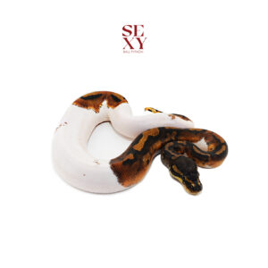 1.0 K Pied Paradox 25 16375