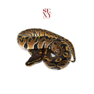 1.0 Super Hurricane Pos H Clown Ghost 25 16379