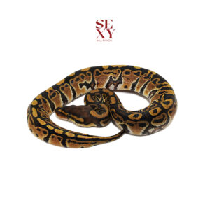 0.1 Hurricane pos Super Hur H Clown Ghost 25 16380