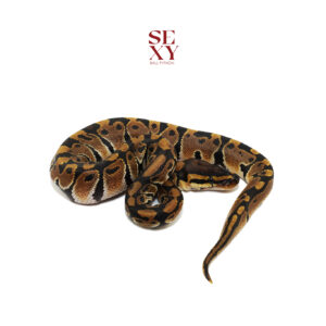 1.0 Hurricane pos H Clown Ghost 25 16381