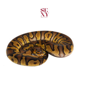 0.1 Stranger Enchi Clown pos H Hypo Pied 25 16390