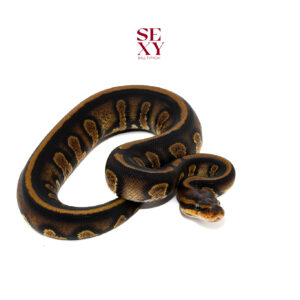 0.1 Stranger YB H Clown Pos OD H Hypo Pied 25 16391