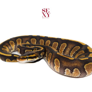 0.1 Stranger OD H Clown Pos yb H Hypo Pied 25 16392