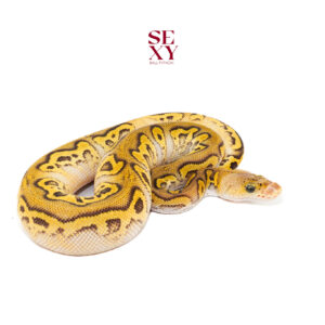 0.1 Mojave Fire Pastel YB Clown pos H Hypo Pied 25 16396