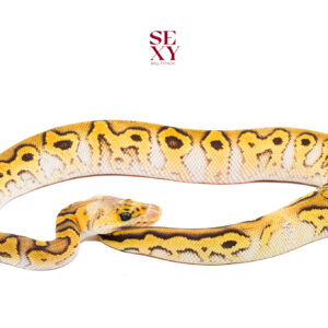 1.0 Pastel Mojave YB Clown pos H Hypo Pied 25 16400