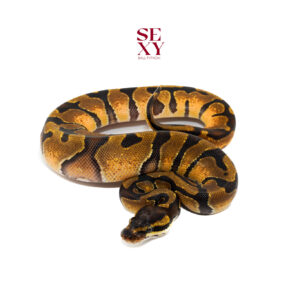 0.1 Enchi H Sunset pos H Hypo 25 16412