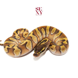 0.1 mojave Enchi H Sunset pos H Hypo 25 16413