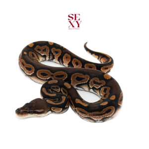 1.0 Cinnamon H Sunset pos H Hypo 25 16416