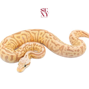 0.1 Stranger Hurricane CG Pas H Clown pos H Hypo Pied 25 16417