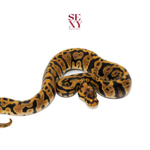 1.0 Confusion Spotnose Hurricane H Clown pos H Albino 25 16418