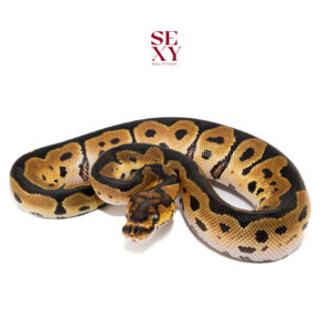 1.0 Clown H Vpi pos H DG 25 16421