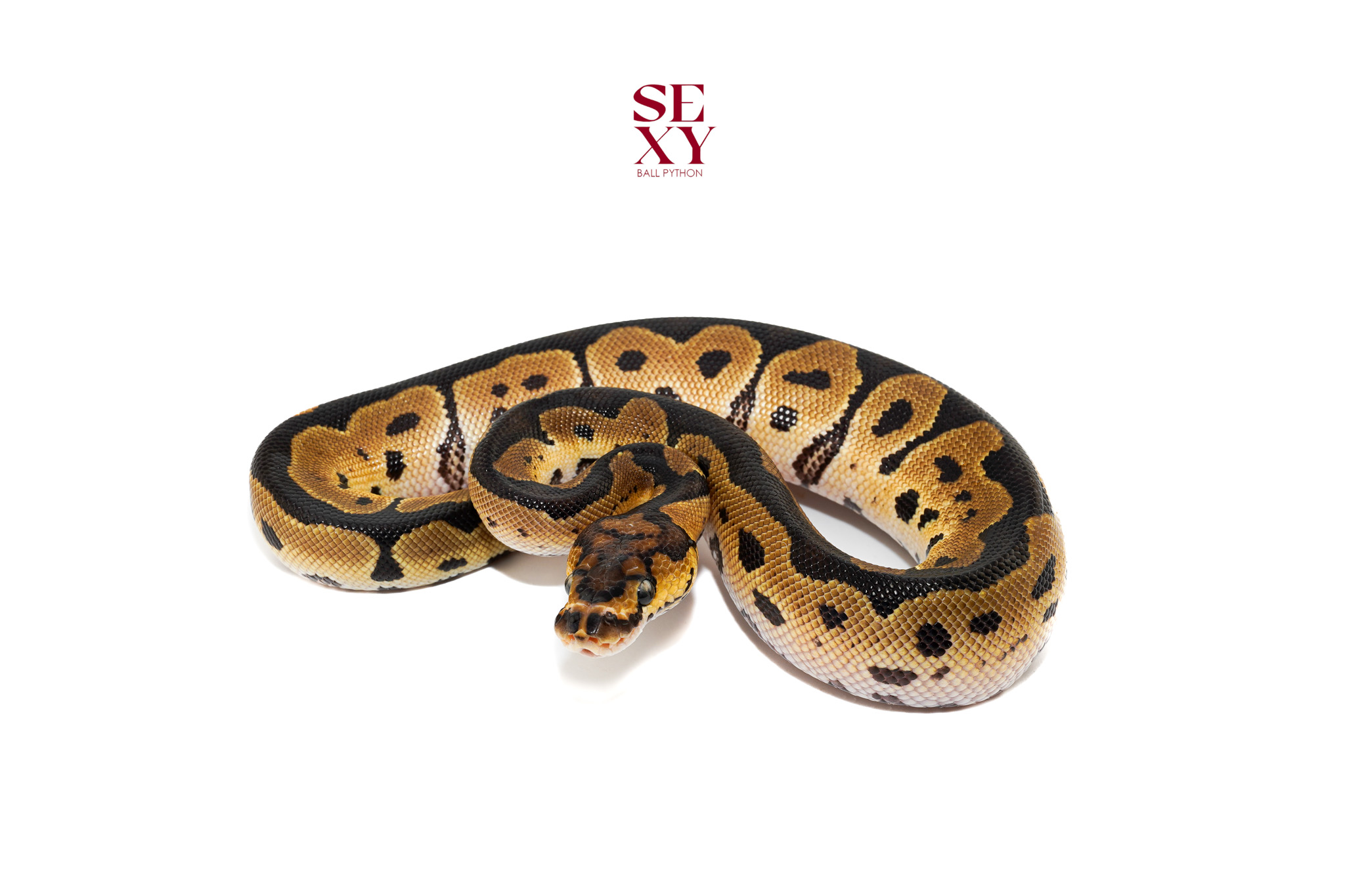 1.0 Clown H Vpi pos H DG 25 16421