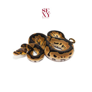 1.0 Clown H Vpi pos H DG 25 16422