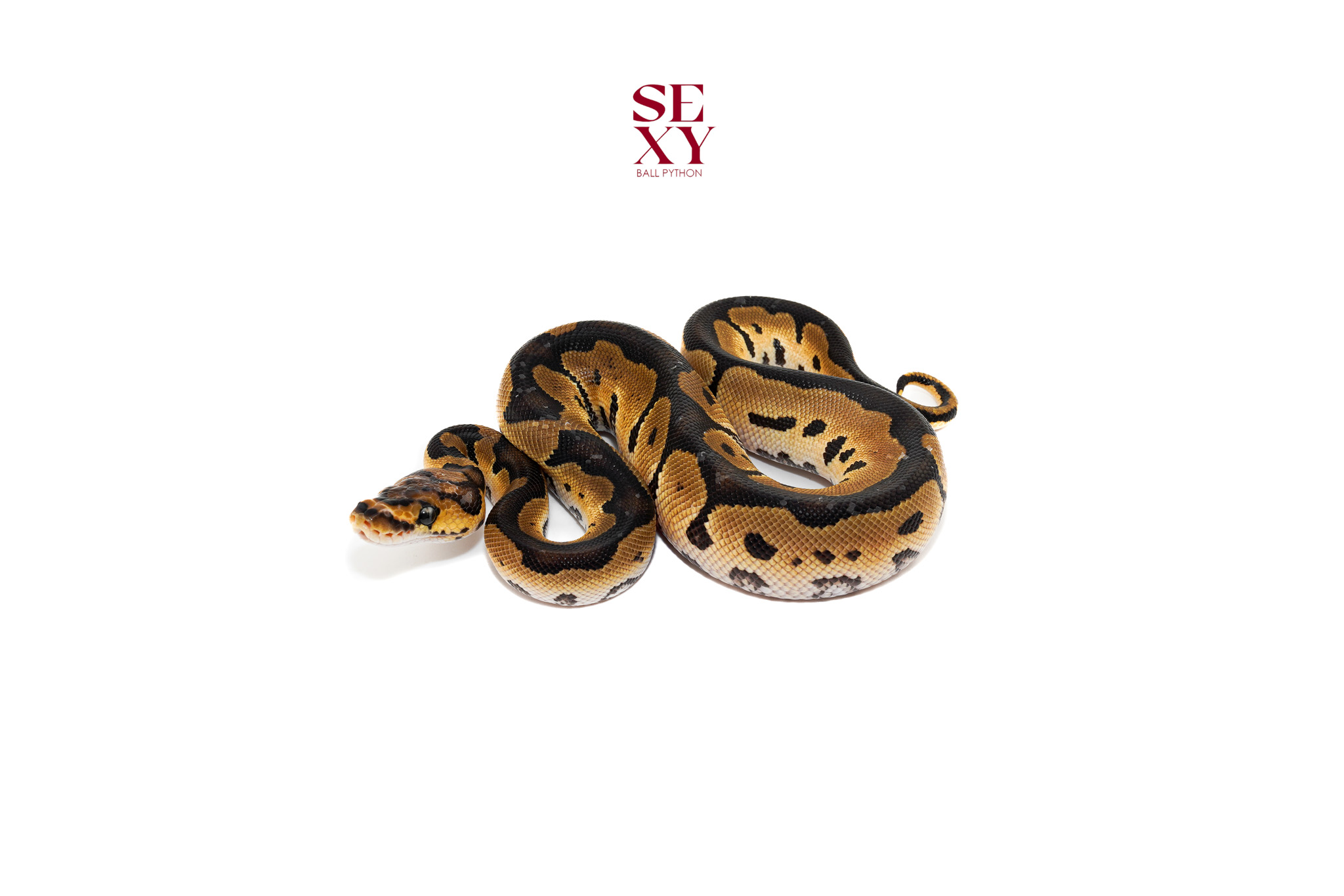 1.0 Clown H Vpi pos H DG 25 16422