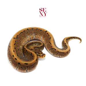 1.0 Pin Spotnose Dbl H Vpi Clown Pos H Dg 25 16425