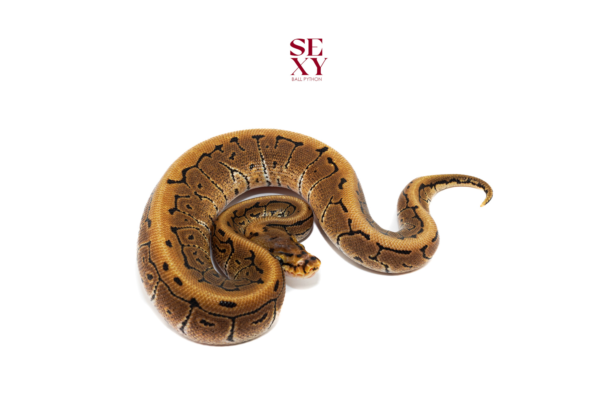 1.0 Pin Spotnose Dbl H Vpi Clown Pos H Dg 25 16425